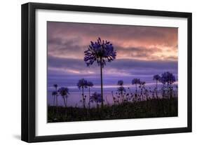 Coastal Sunset Flower Silhouettes, Montara California-Vincent James-Framed Photographic Print