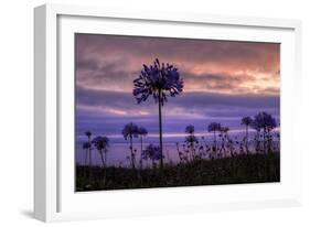 Coastal Sunset Flower Silhouettes, Montara California-Vincent James-Framed Photographic Print