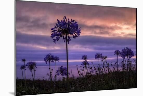 Coastal Sunset Flower Silhouettes, Montara California-Vincent James-Mounted Photographic Print