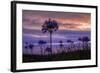 Coastal Sunset Flower Silhouettes, Montara California-Vincent James-Framed Photographic Print