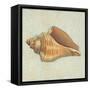 Coastal Treasures II-Josefina-Framed Stretched Canvas