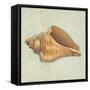 Coastal Treasures II-Josefina-Framed Stretched Canvas