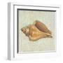 Coastal Treasures II-Josefina-Framed Art Print