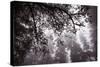 Coastal Tree Design, Northern California-Vincent James-Stretched Canvas