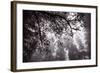 Coastal Tree Design, Northern California-Vincent James-Framed Photographic Print