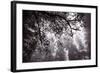 Coastal Tree Design, Northern California-Vincent James-Framed Photographic Print