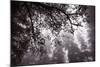 Coastal Tree Design, Northern California-Vincent James-Mounted Photographic Print