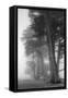 Coastal Trees-Vincent James-Framed Stretched Canvas