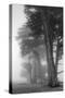 Coastal Trees-Vincent James-Stretched Canvas