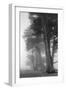 Coastal Trees-Vincent James-Framed Photographic Print