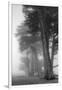 Coastal Trees-Vincent James-Framed Photographic Print