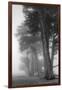 Coastal Trees-Vincent James-Framed Photographic Print