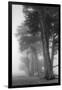 Coastal Trees-Vincent James-Framed Photographic Print