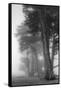 Coastal Trees-Vincent James-Framed Stretched Canvas