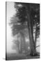 Coastal Trees-Vincent James-Stretched Canvas