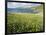 Coastal Wildflowers, Huisinis, Machair. Isle of Harris, Scotland-Martin Zwick-Framed Photographic Print