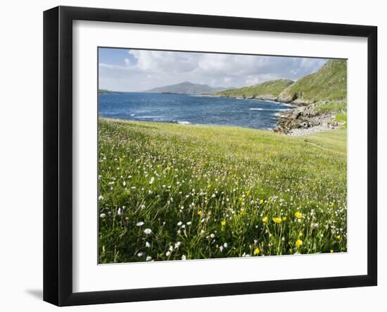 Coastal Wildflowers, Huisinis, Machair. Isle of Harris, Scotland-Martin Zwick-Framed Photographic Print