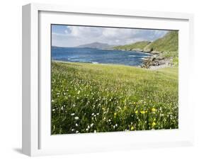 Coastal Wildflowers, Huisinis, Machair. Isle of Harris, Scotland-Martin Zwick-Framed Photographic Print