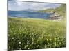 Coastal Wildflowers, Huisinis, Machair. Isle of Harris, Scotland-Martin Zwick-Mounted Photographic Print