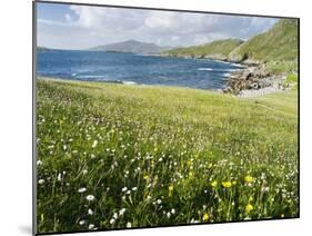 Coastal Wildflowers, Huisinis, Machair. Isle of Harris, Scotland-Martin Zwick-Mounted Photographic Print