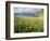 Coastal Wildflowers, Huisinis, Machair. Isle of Harris, Scotland-Martin Zwick-Framed Photographic Print