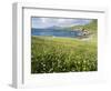 Coastal Wildflowers, Huisinis, Machair. Isle of Harris, Scotland-Martin Zwick-Framed Photographic Print