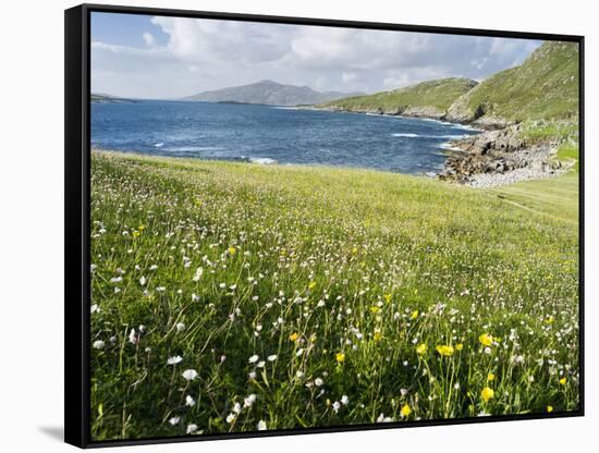Coastal Wildflowers, Huisinis, Machair. Isle of Harris, Scotland-Martin Zwick-Framed Stretched Canvas