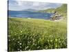 Coastal Wildflowers, Huisinis, Machair. Isle of Harris, Scotland-Martin Zwick-Stretched Canvas
