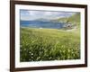 Coastal Wildflowers, Huisinis, Machair. Isle of Harris, Scotland-Martin Zwick-Framed Photographic Print