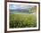 Coastal Wildflowers, Huisinis, Machair. Isle of Harris, Scotland-Martin Zwick-Framed Photographic Print