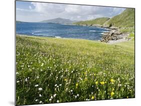 Coastal Wildflowers, Huisinis, Machair. Isle of Harris, Scotland-Martin Zwick-Mounted Photographic Print