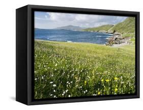 Coastal Wildflowers, Huisinis, Machair. Isle of Harris, Scotland-Martin Zwick-Framed Stretched Canvas