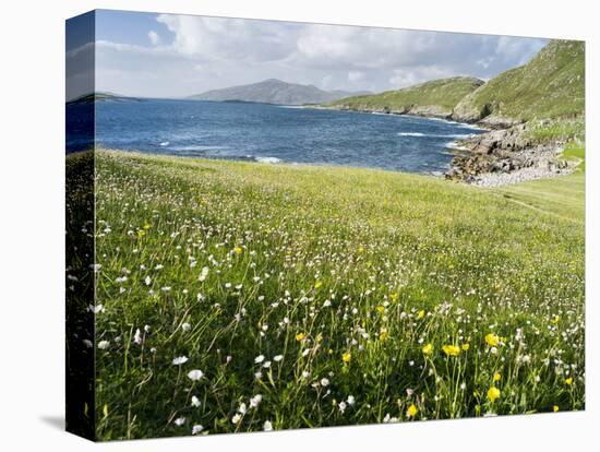 Coastal Wildflowers, Huisinis, Machair. Isle of Harris, Scotland-Martin Zwick-Stretched Canvas