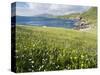 Coastal Wildflowers, Huisinis, Machair. Isle of Harris, Scotland-Martin Zwick-Stretched Canvas
