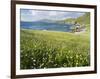 Coastal Wildflowers, Huisinis, Machair. Isle of Harris, Scotland-Martin Zwick-Framed Photographic Print