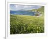 Coastal Wildflowers, Huisinis, Machair. Isle of Harris, Scotland-Martin Zwick-Framed Photographic Print