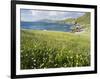 Coastal Wildflowers, Huisinis, Machair. Isle of Harris, Scotland-Martin Zwick-Framed Photographic Print