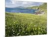 Coastal Wildflowers, Huisinis, Machair. Isle of Harris, Scotland-Martin Zwick-Mounted Photographic Print