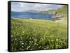 Coastal Wildflowers, Huisinis, Machair. Isle of Harris, Scotland-Martin Zwick-Framed Stretched Canvas