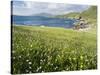 Coastal Wildflowers, Huisinis, Machair. Isle of Harris, Scotland-Martin Zwick-Stretched Canvas