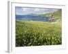 Coastal Wildflowers, Huisinis, Machair. Isle of Harris, Scotland-Martin Zwick-Framed Photographic Print