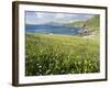 Coastal Wildflowers, Huisinis, Machair. Isle of Harris, Scotland-Martin Zwick-Framed Photographic Print