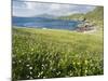 Coastal Wildflowers, Huisinis, Machair. Isle of Harris, Scotland-Martin Zwick-Mounted Photographic Print