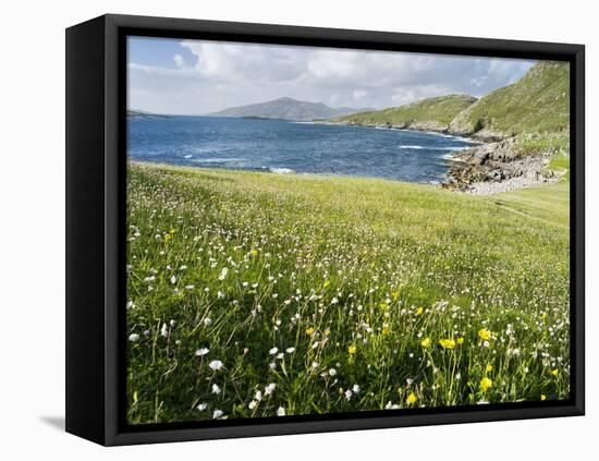 Coastal Wildflowers, Huisinis, Machair. Isle of Harris, Scotland-Martin Zwick-Framed Stretched Canvas