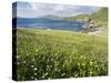 Coastal Wildflowers, Huisinis, Machair. Isle of Harris, Scotland-Martin Zwick-Stretched Canvas