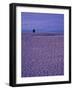 Coastline near Old Town Nice, France-Connie Ricca-Framed Photographic Print