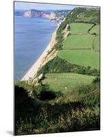 Coastline Near Sidmouth, Devon, England, United Kingdom-Cyndy Black-Mounted Photographic Print