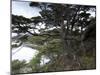 Coastline, Ushuaia, Tierra Del Fuego National Park, Argentina, South America-Thorsten Milse-Mounted Photographic Print