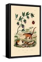 Coati, 1833-39-null-Framed Stretched Canvas