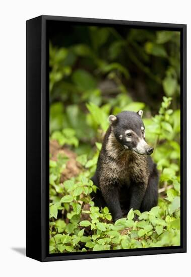 Coati, Costa Rica-null-Framed Stretched Canvas